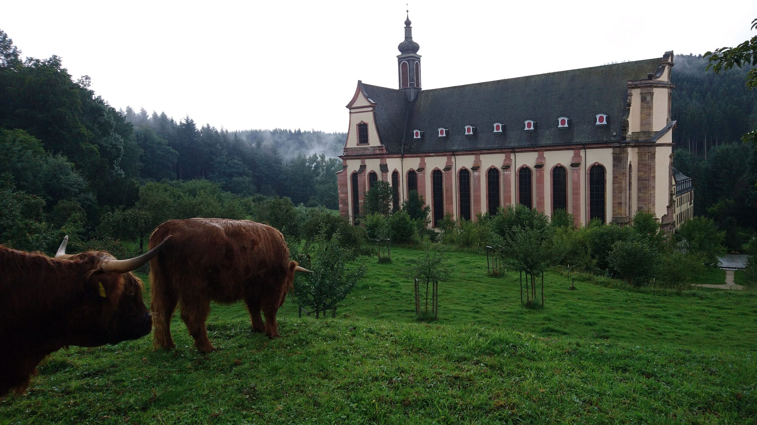 himmerod mit schottischen hochlandrindern