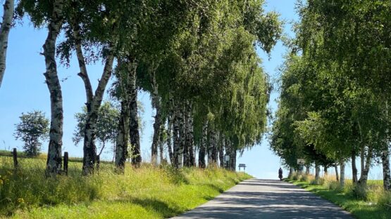allee in der wallonie