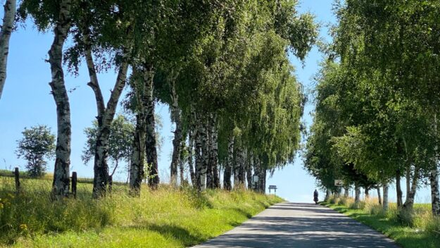 allee in der wallonie