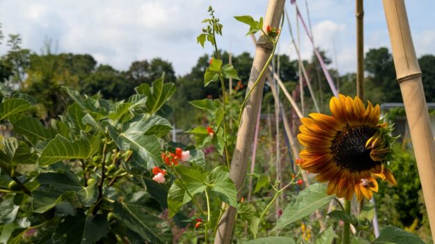 sonnenblumen im juli